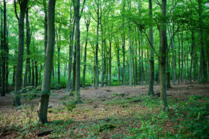 Beautiful shot of a forest surrounded by foliage fresh green trees